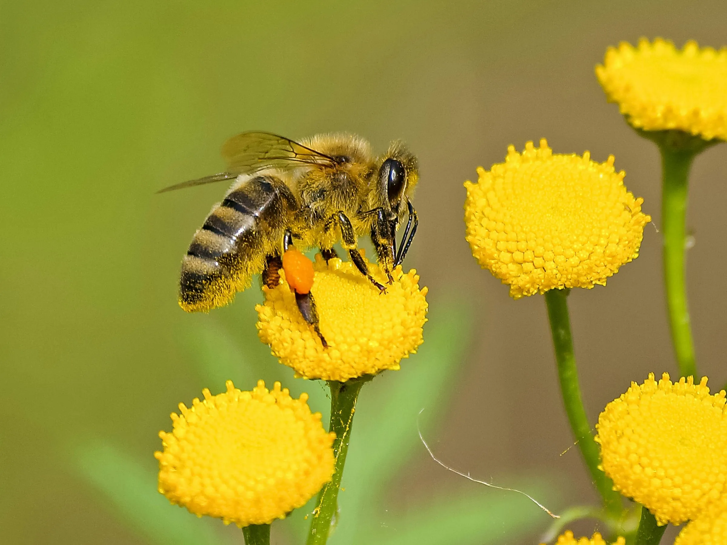 Why Raw Honey Kills Bacteria: The Science Behind Nature's Natural Antibiotic