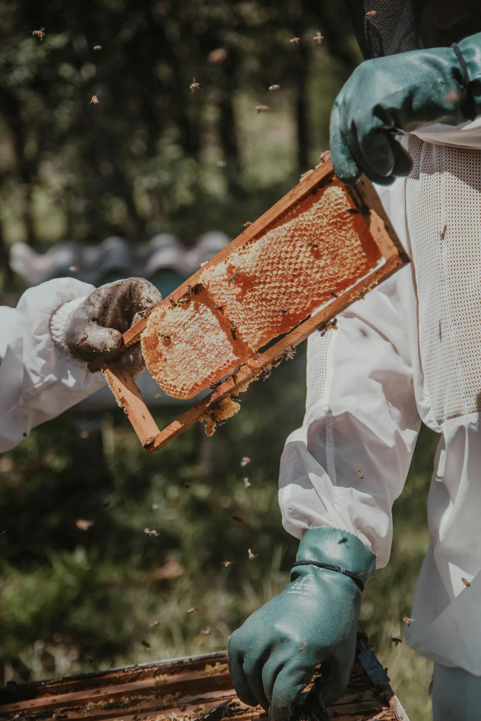 A beekeeper holding up a frame of capped honeycomb